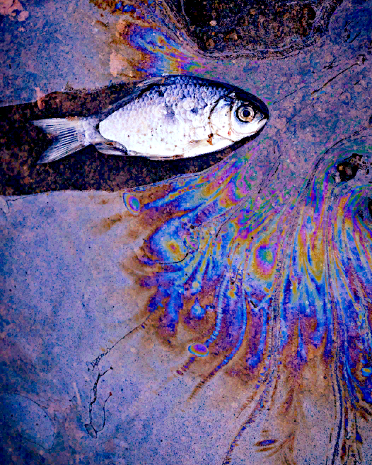 Приснились рыбки в воде. Приснились рыбки в воде. Рыба в воде. Рыбки в воде. Приснились рыбки в воде.