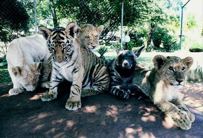 дети чужими не бывают