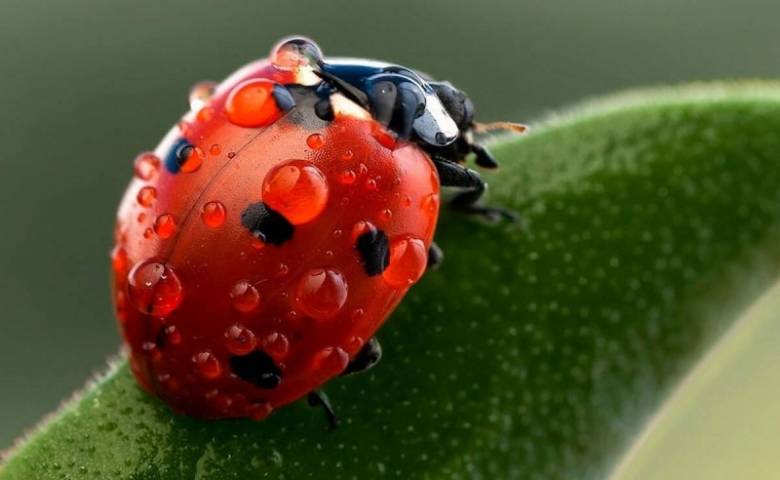 Приметы, связанные с Божьей коровкой